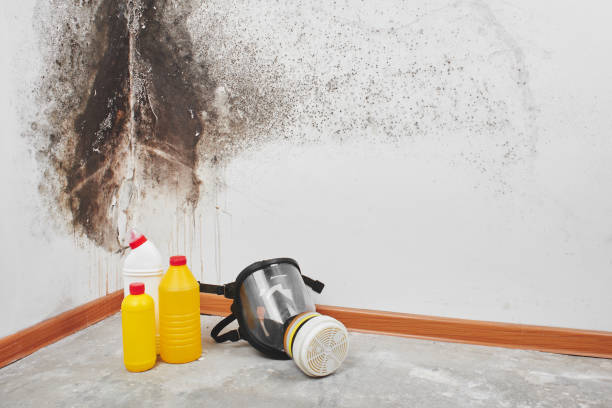 Best Bathroom Mold Remediation in Raymondville, TX