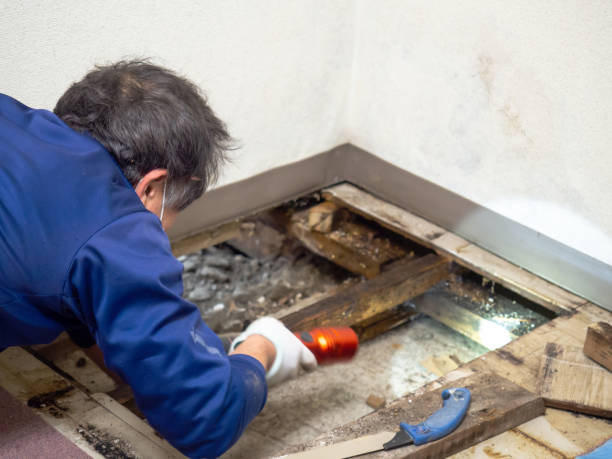Best Post-Flood Mold Remediation in Raymondville, TX