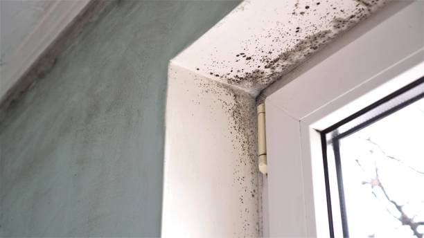 Best Residential Mold Remediation in Raymondville, TX