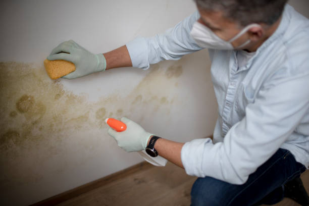 Best Health and Safety Mold Remediation in Raymondville, TX