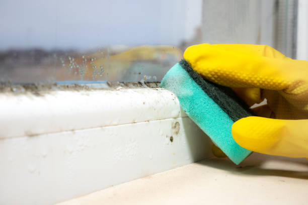 Best Black Mold Remediation in Raymondville, TX