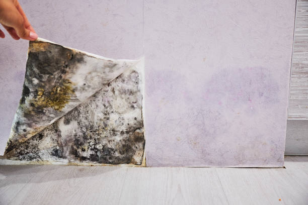 Best DIY Mold Remediation Support Services in Raymondville, TX